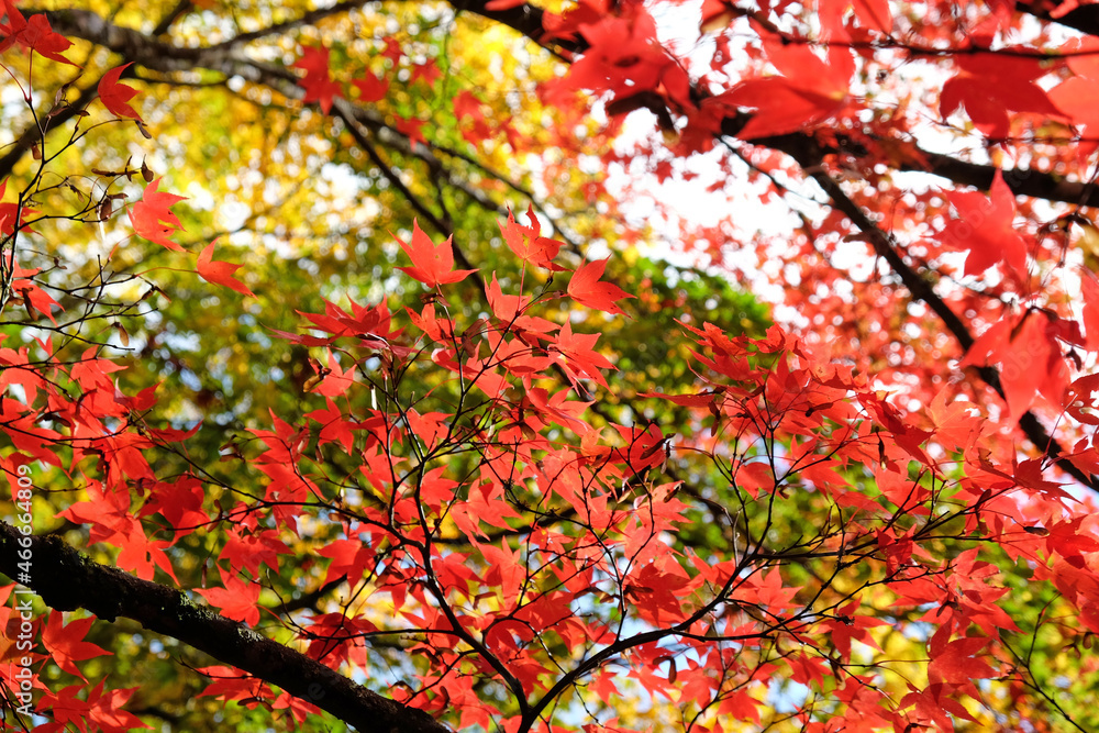 Bright and colourful Japanese maple leaves during the autumn,