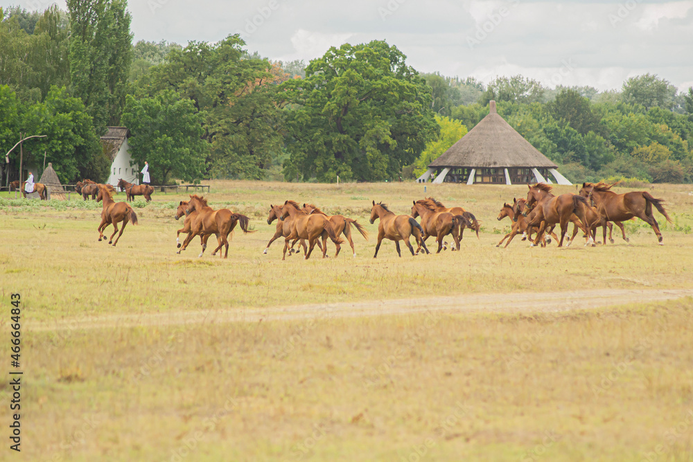 herd of horses