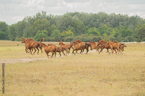 herd of horses © Sipos Ábel