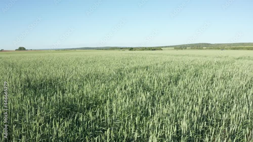 Flying low above green wheat field in summer at sunny day Flying low above green wheat field in summer at sunny day