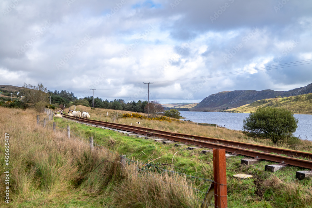 Sheep on railway tracks beside Lough Finn in Donegal- Ireland