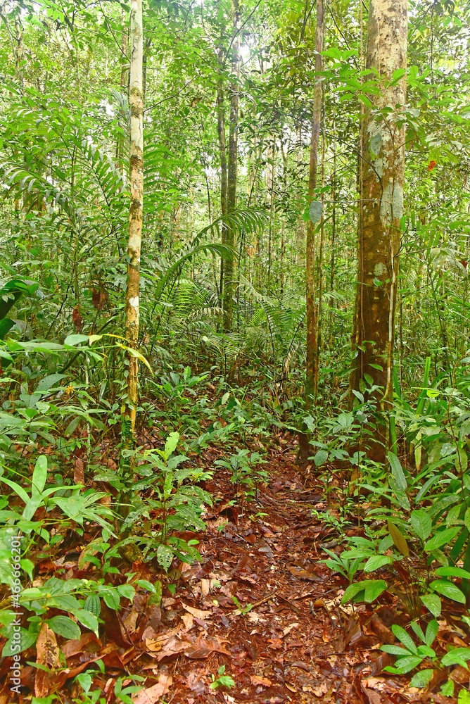 Amazon rainforest in Brasil