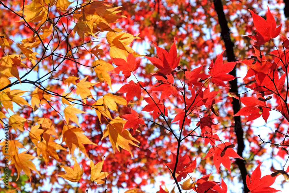 Bright and colourful Japanese maple leaves during the autumn, Bright and colourful Japanese maple leaves during the autumn,