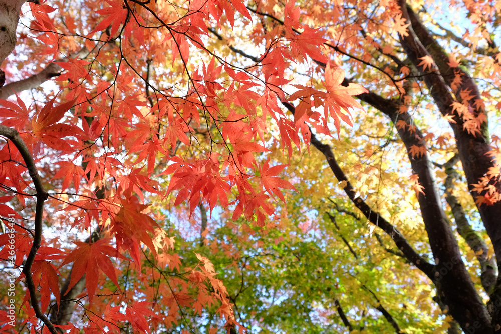 Bright and colourful Japanese maple leaves during the autumn, Bright and colourful Japanese maple leaves during the autumn,