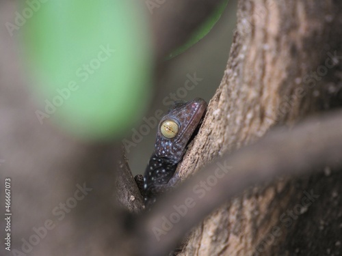 Photo of a baby gecko perched on a tree