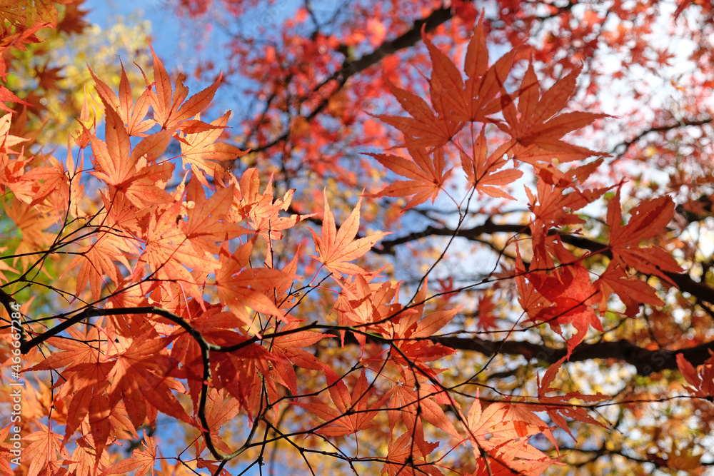 Bright and colourful Japanese maple leaves during the autumn,