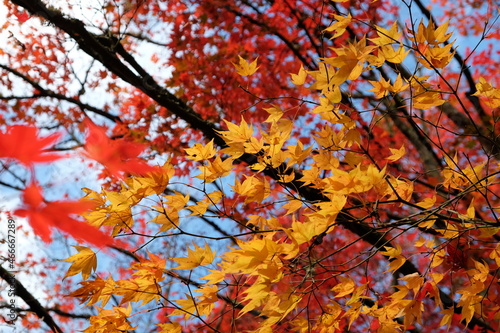 Bright and colourful Japanese maple leaves during the autumn, © Alexandra