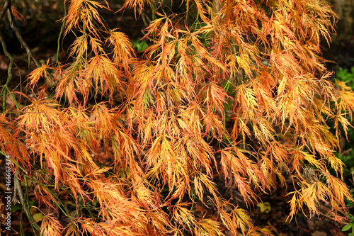 Bright and colourful Japanese cut leaf maple leaves during the autumn, photo