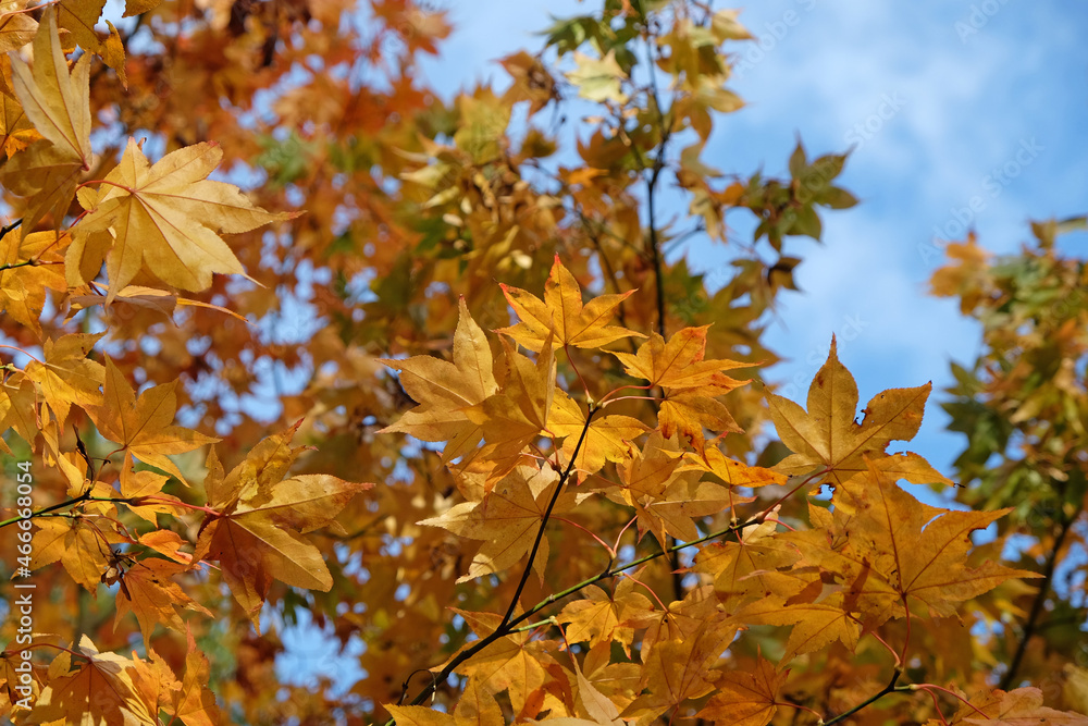 Bright and colourful Japanese maple leaves during the autumn, Bright and colourful Japanese maple leaves during the autumn,