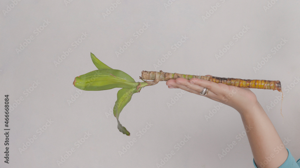 Woman holding Water stick or Brazil stick, green plant in white background
