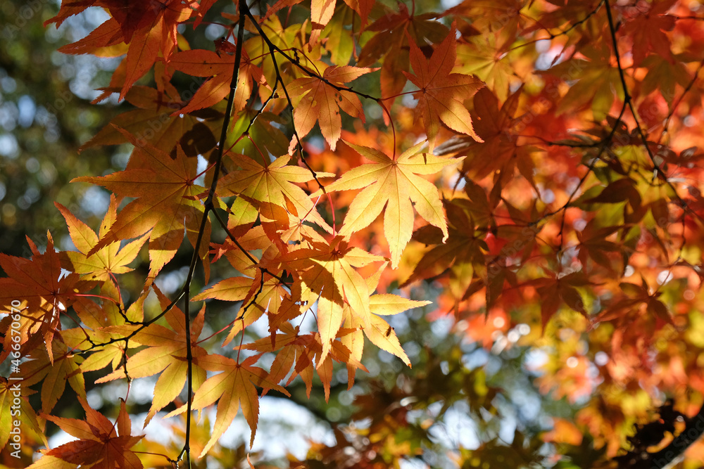 Bright and colourful Japanese maple leaves during the autumn, Bright and colourful Japanese maple leaves during the autumn,