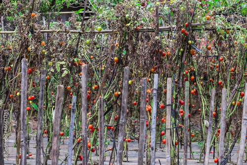 Fotografie Tomato trees start to fruition.