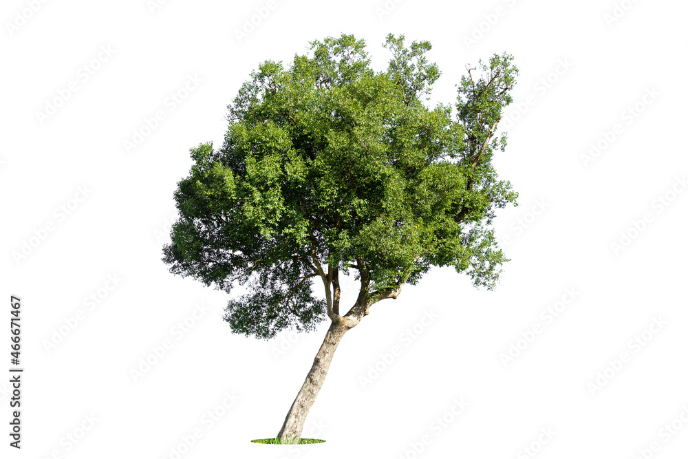 Isolated green tree on white background, Trees isolated on white background, tropical trees isolated used for design, advertising and architecture. Isolated green tree on white background, Trees isolated on white background, tropical trees isolated used for design, advertising and architecture.
