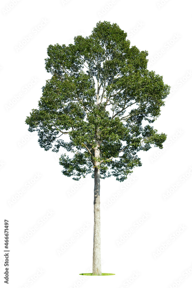 Isolated green tree on white background, Trees isolated on white background, tropical trees isolated used for design, advertising and architecture. Isolated green tree on white background, Trees isolated on white background, tropical trees isolated used for design, advertising and architecture.