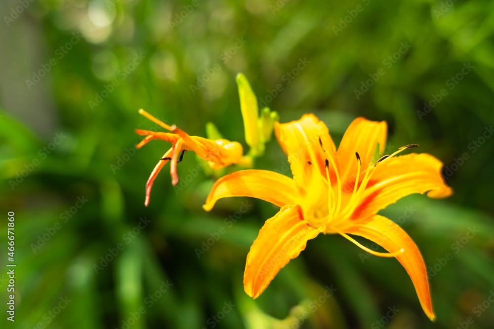 Obraz premium Selective focus flower and blur background.