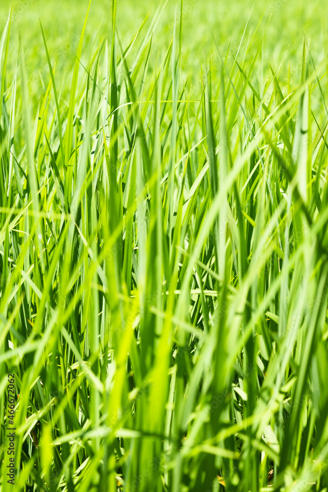 Fototapeta premium Rice is growth in the rice paddies.Bright green grass.The seedlings of rice are light green.