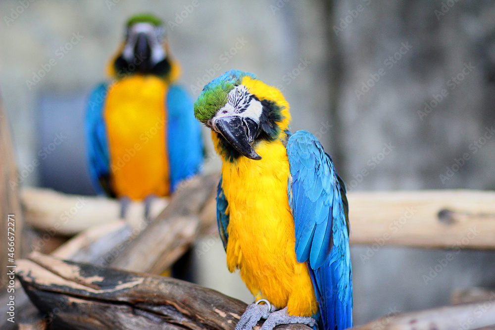 Two birds sitting on a branch. Summer