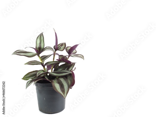 Foto Photo of Inch plant or Wandering jew