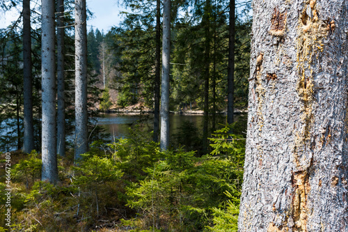 small lake in the Waldviertel