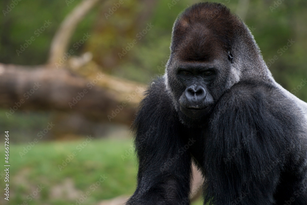 Gorilla Mann Zoo Schmieding Austria