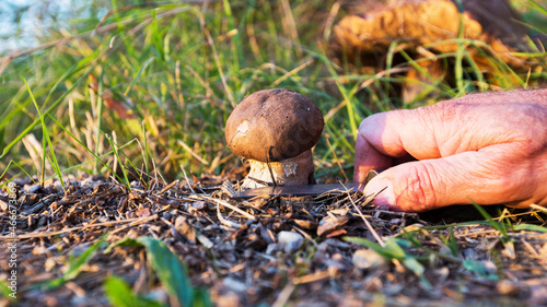 Quadro su tela ramassage d'un bolet des peupliers