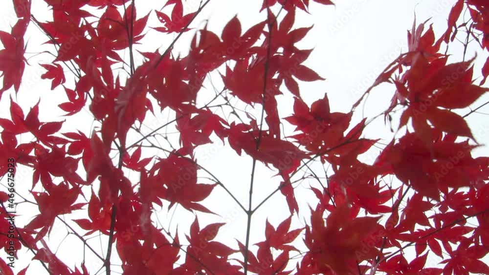 Red japanese maple leaves isolated on white background, Acer palmatum Red japanese maple leaves isolated on white background, Acer palmatum
