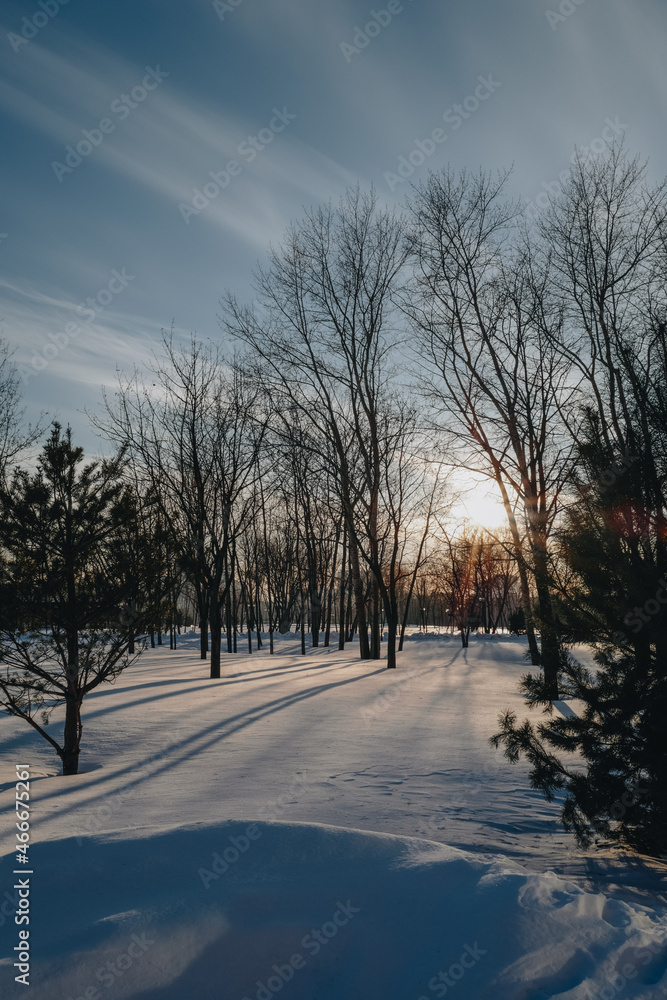 Snowy forest in winter in the rays of the setting sun. Christmas and New year scene in nature