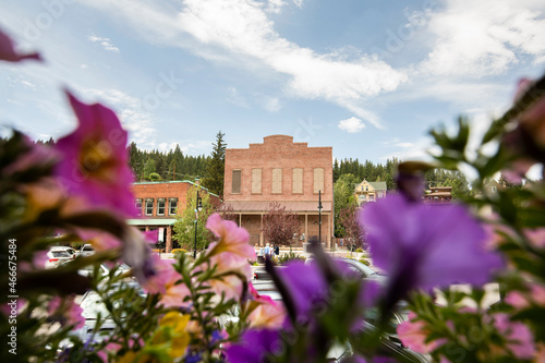 Beautiful pink flowers frame the historic gold rush era architecture of downtown Truckee, California, USA. photo
