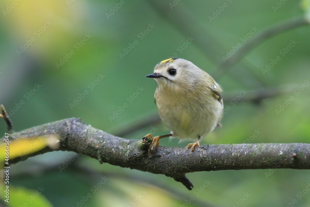 goldcrest sitting on the branch (Regulus regulus) European smallest songbird in the nature habitat. The goldcrest is a very small passerine bird in the kinglet family goldcrest sitting on the branch (Regulus regulus) European smallest songbird in the nature habitat. The goldcrest is a very small passerine bird in the kinglet family