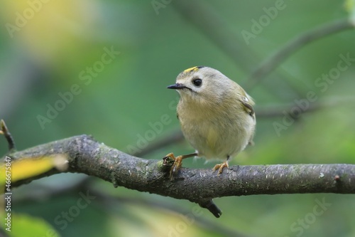 Картината върху платно goldcrest sitting on the branch (Regulus regulus) European smallest songbird in the nature habitat