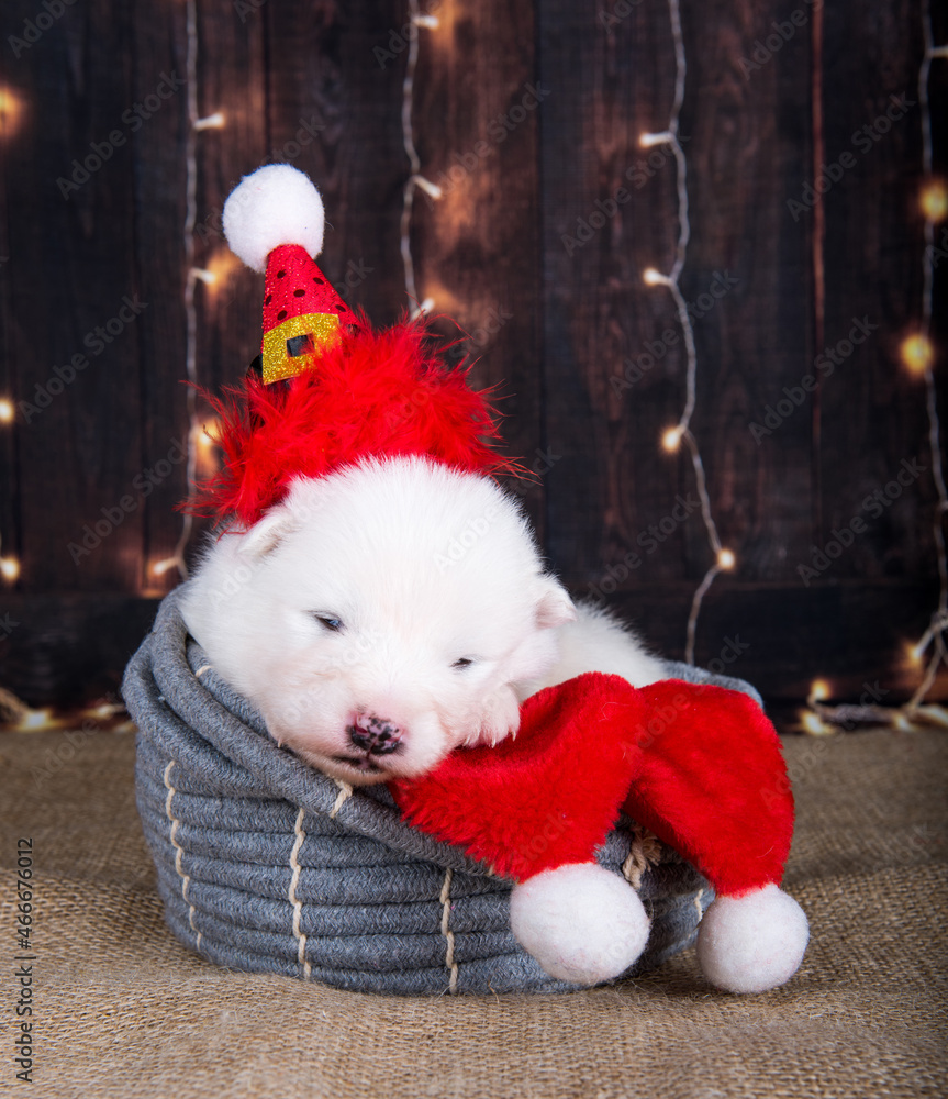White funny Samoyed puppy dog in Santa Claus hat White funny Samoyed puppy dog in Santa Claus hat