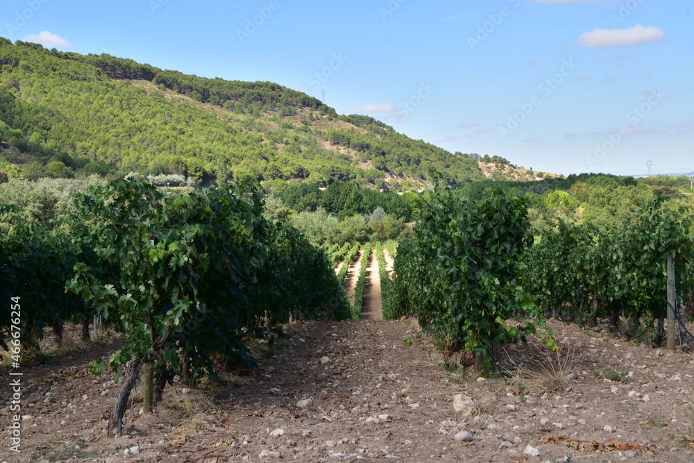 Detail view of the grapes and vineyards of the Rivera del Duero region in Valladolid, Spain.