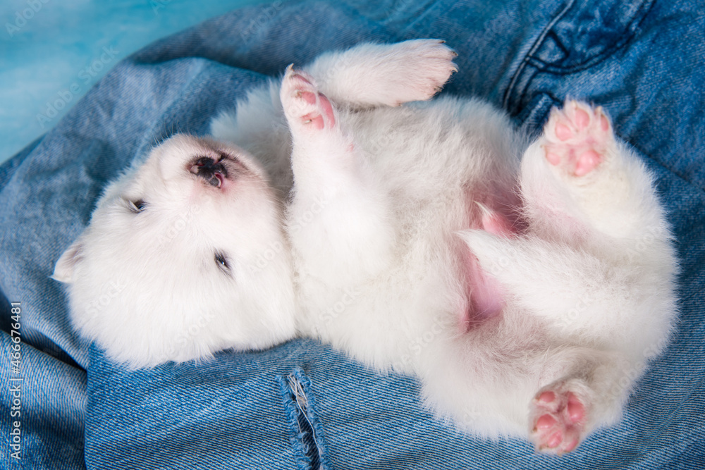 White fluffy small Samoyed puppy dog on blue jeans background White fluffy small Samoyed puppy dog on blue jeans background
