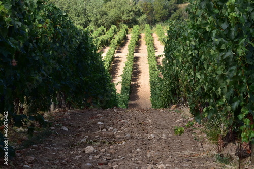 Detail view of the grapes and vineyards of the Rivera del Duero region in Valladolid, Spain.