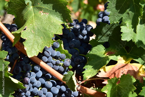 Detail view of bunches of grapes and vineyards of the Rivera del Duero region in Valladolid, Spain.
