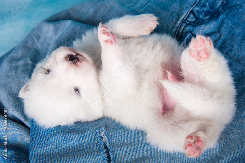 White fluffy small Samoyed puppy dog on blue jeans background © zanna_