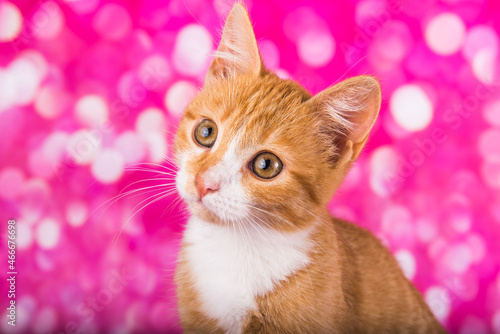 Playful and funny cute red kitten on pink background © zanna_