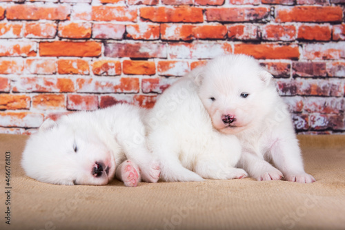 Three small two weeks age old cute white Samoyed puppies dogs