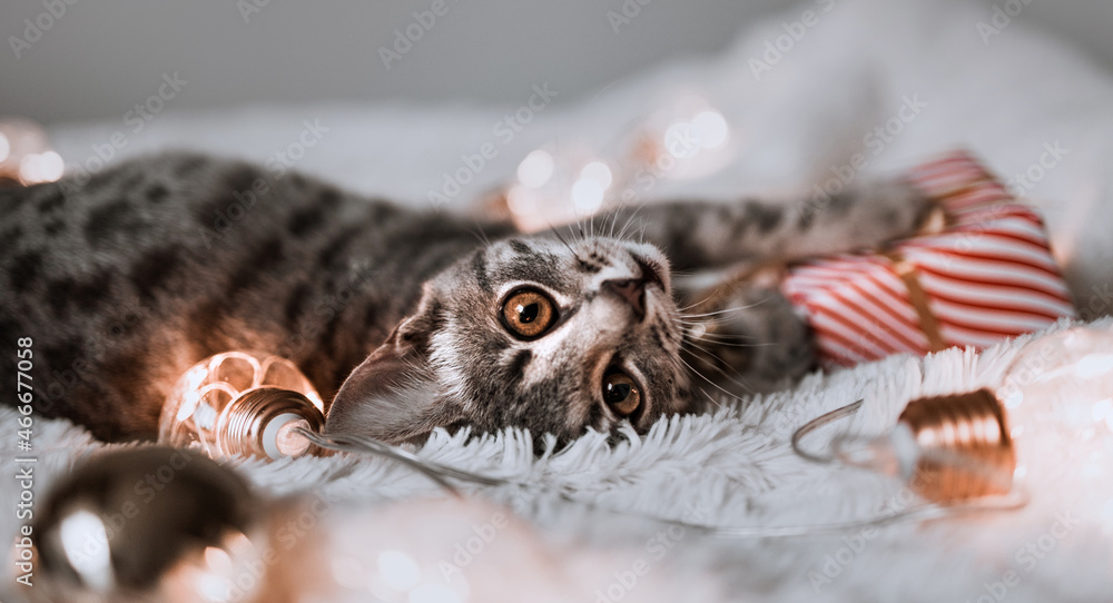 Adorable cat lying on cozy bed with christmas golden lights bokeh and gift boxes. Cute kitten relaxing and playing with gold ball toy. Winter holidays.