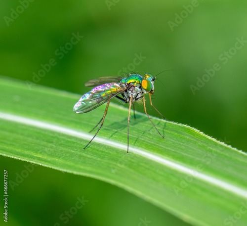 Close-up shot of a Long-Legged Fly, Dover, Tennessee photo