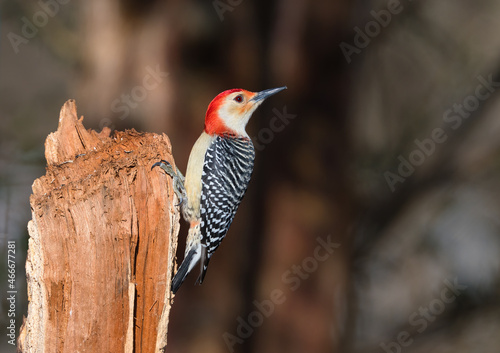 Beautiful shot of a male Red-Bellied Woodpecker, Clarksville, Tennessee photo