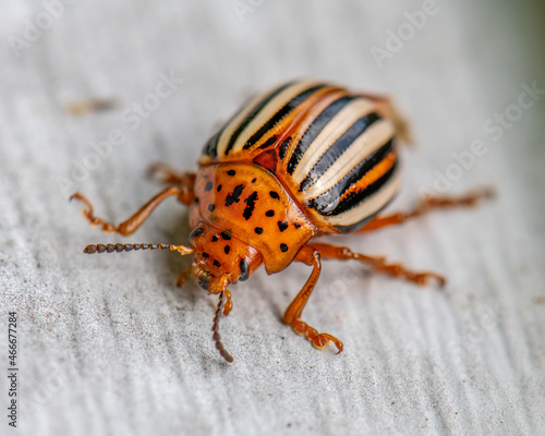 Close-up shot of a False Potato Beetle on a gray surface photo