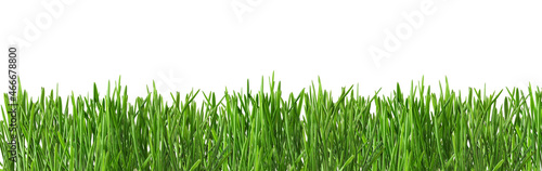 Border from fresh green grass isolated on white