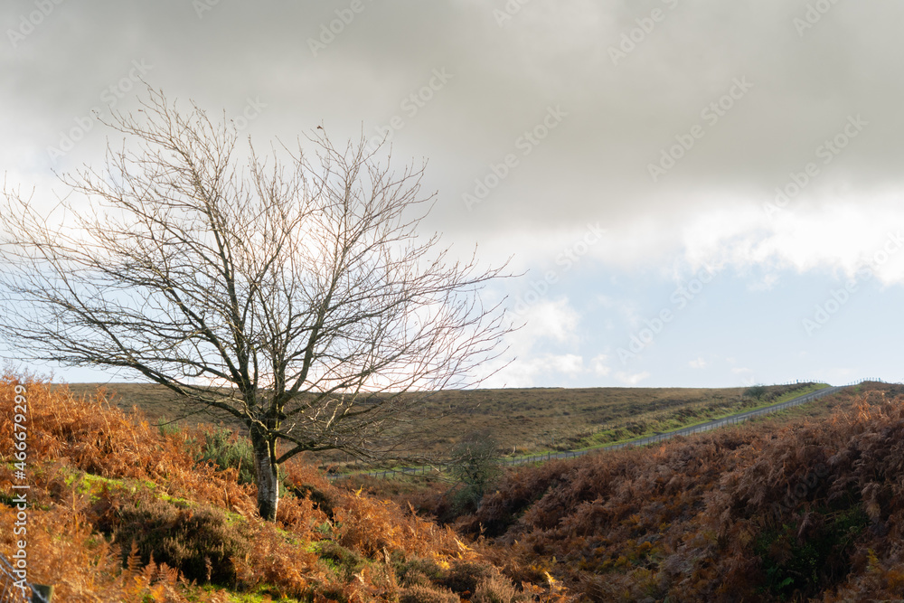 Tree on moorland on Northumberland, UK Tree on moorland on Northumberland, UK