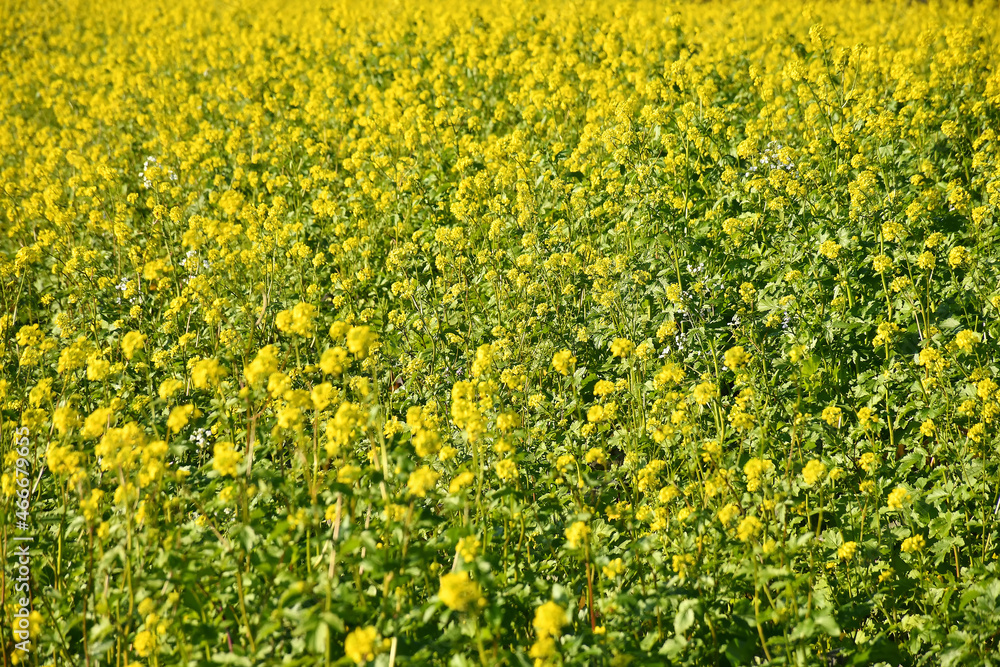 mustard, green manure, cultivation in autumn