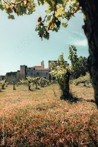 Larressingle vigne chaude photo