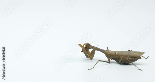 European mantis hunts.  Mantis religiosa eats mealworm close-up photo