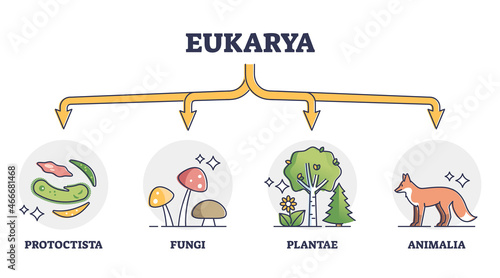 Eukaryotes and eukarya as enclosed nucleus organisms division outline diagram. Labeled educational scheme with protoctista, fungi, plantae and animalia biological classification vector illustration. photo