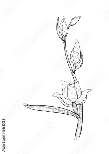 Orchid linear digital illustrarion 