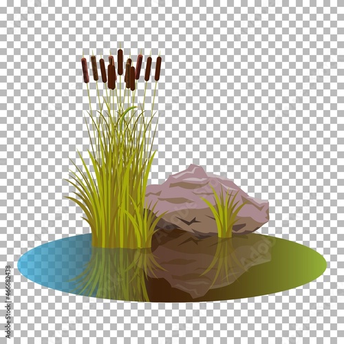 Vector cattails in the pond with bush reeds at autumn colors and mood, with stone close the water. Attractive Reeds stern, reflected in the lake water autumn landscape. Isolated on transparent.